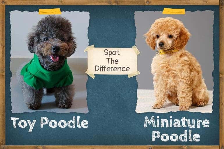 Miniature Poodle vs Toy Poodle (Spot the Difference) ZooAwesome