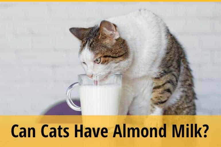 Can Cats Have Almond Milk? ZooAwesome