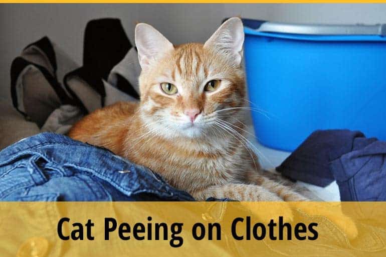 Cat Peeing on Clothes What to Do About It? ZooAwesome