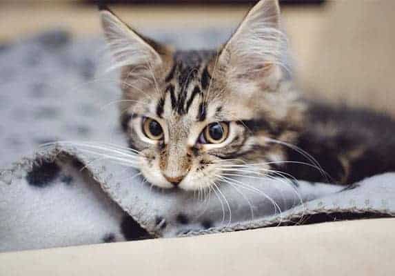 Why Do Cats Knead and Bite Blankets? ZooAwesome