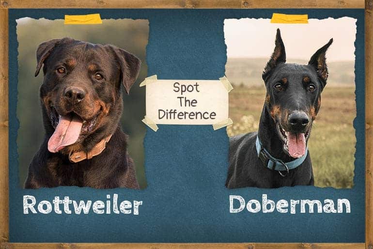 Which Dog Is Better Doberman Or Rottweiler