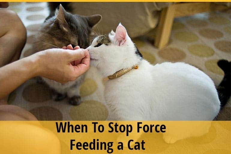 How To Force Feed A Sick Cat at Pearlie Ortiz blog