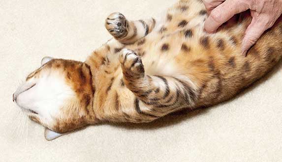 Can Cats Be Ticklish? ZooAwesome