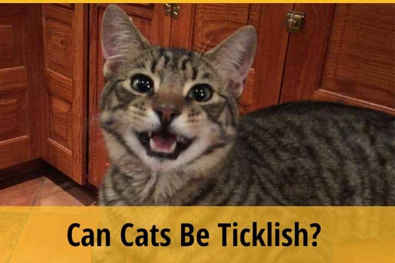 Can Cats Be Ticklish? ZooAwesome