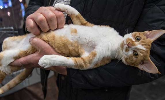 Can Cats Be Ticklish? ZooAwesome