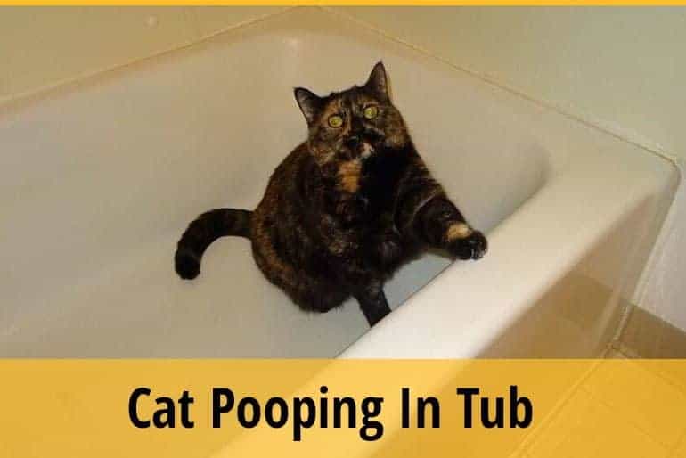 Cat Pooping In Tub How To Prevent It? ZooAwesome