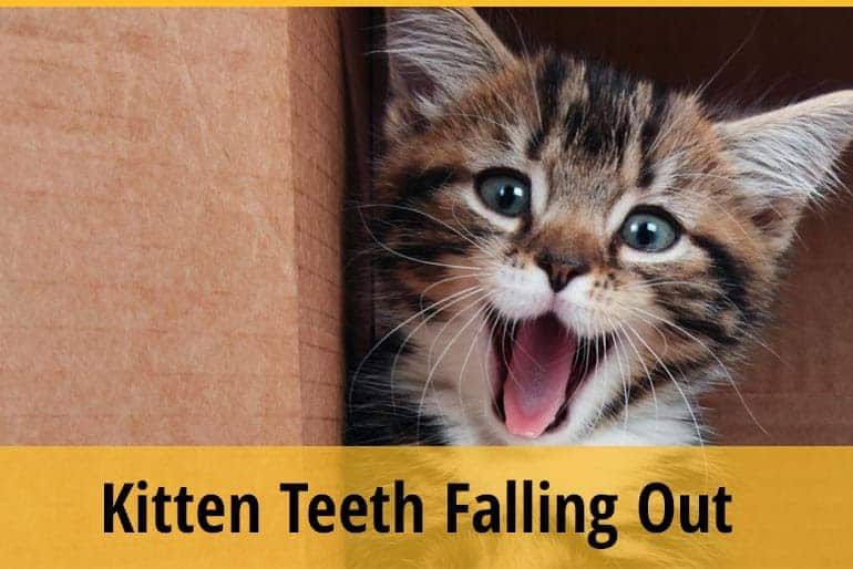 Kitten Teeth Falling OutWhat Does It Mean? ZooAwesome Kitten Teeth Falling OutWhat Does It Mean? ZooAwesome