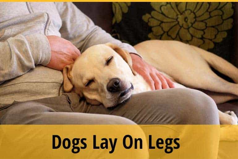 Why Does My Dog Lay On My Legs? ZooAwesome