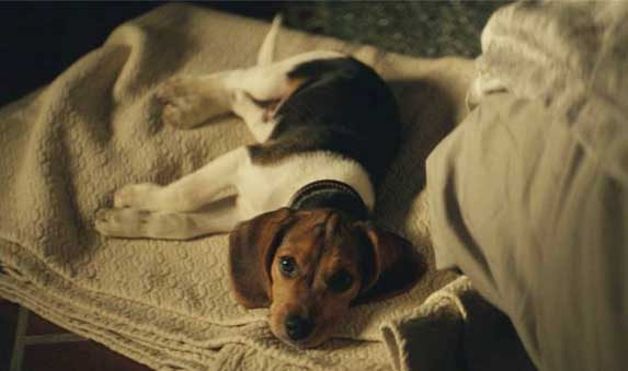 John Wick Dog Breeds of Dog John Wick Have ZooAwesome