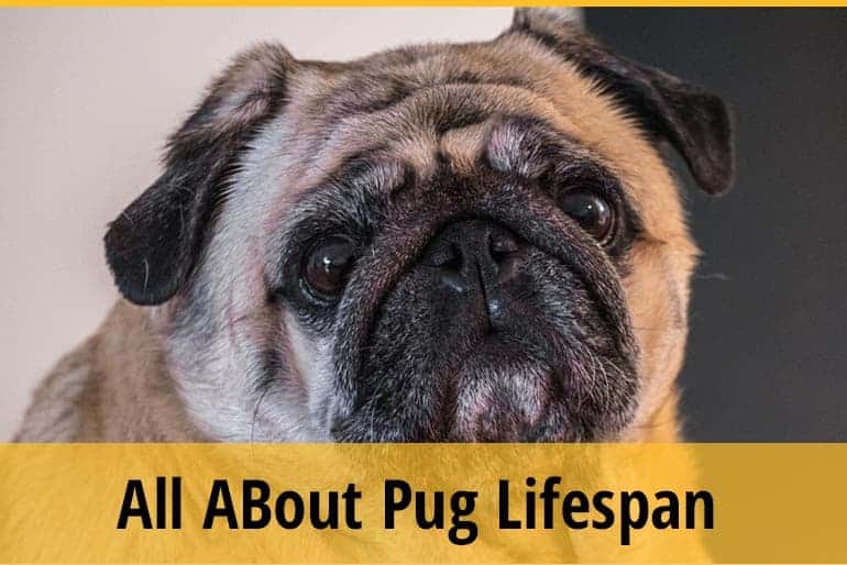 Pug Lifespan Know The Facts ZooAwesome