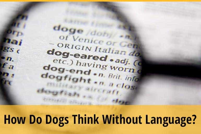 What Language Do Dogs Think In
