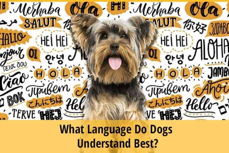 What Language Do Dogs Understand Best? ZooAwesome