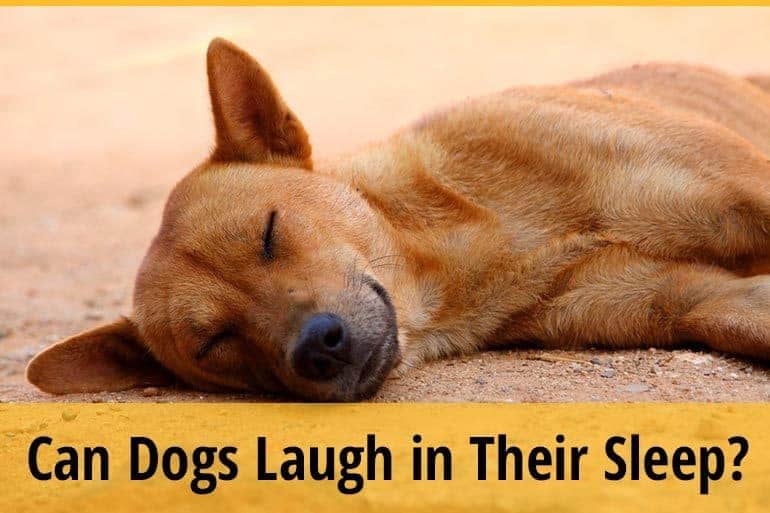 Can cats eat strawberries leaves. Can Dogs Eat Strawberry Leaves? | ZooAwesome