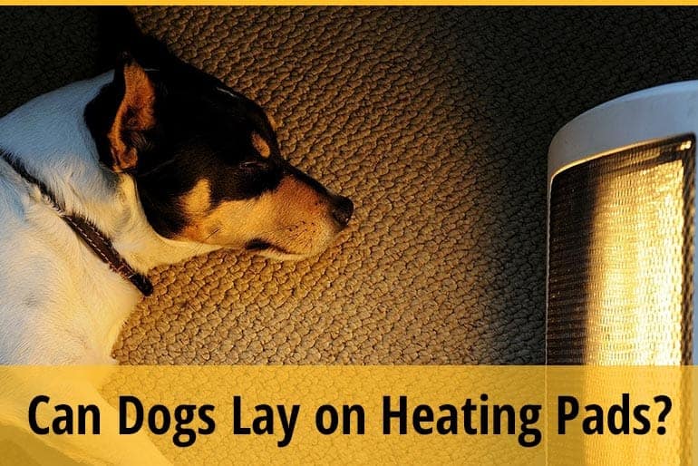 Can Dogs Lay on Heating Pads? ZooAwesome