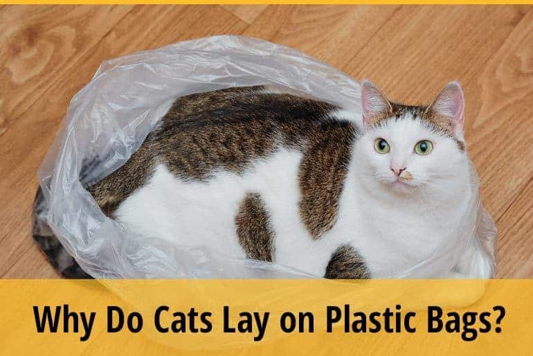 Why Do Cats Lay on Plastic Bags? ZooAwesome