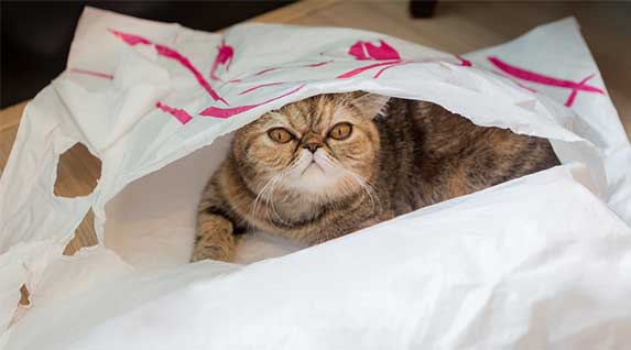 Why Do Cats Lay on Plastic Bags? ZooAwesome