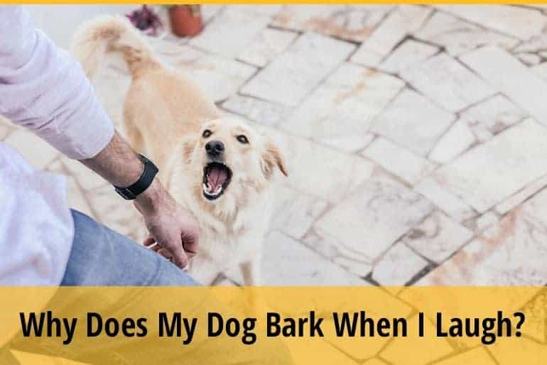 Why Does My Dog Bark When I Laugh? ZooAwesome