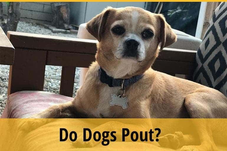 Do Dogs Pout? ZooAwesome