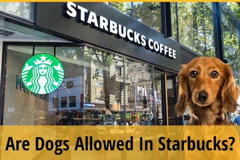 Are Dogs Allowed In Starbucks? (Policy You Must Know) ZooAwesome