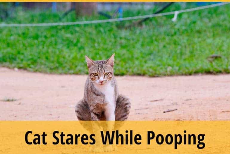 Why Does My Cat Stare at Me When He Poops? ZooAwesome