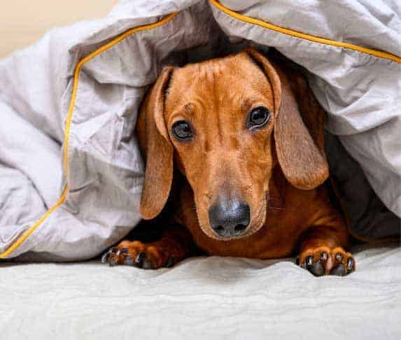 Why Does My Dog Sleeping Under A Blanket? Will It Suffocate Him