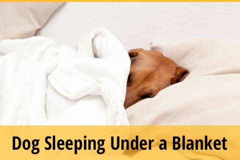 Why Does My Dog Sleeping Under A Blanket? Will It Suffocate Him