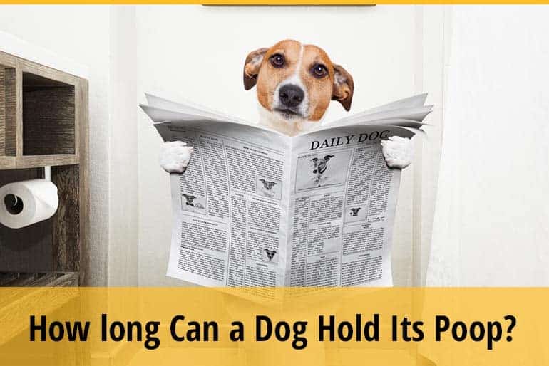 Can Dogs Hold Their Poop