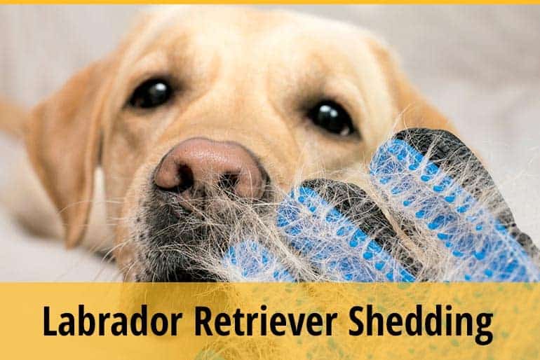 How to Reduce Shedding in a Lab Dog? (4 Ways) ZooAwesome