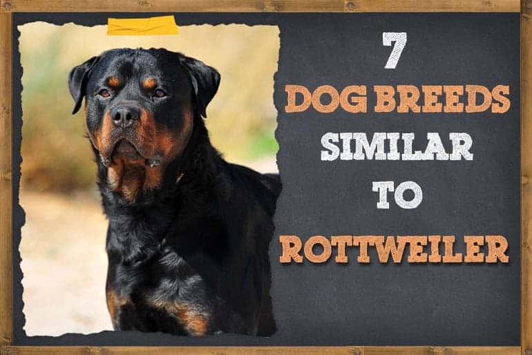 7 Dogs That Look Like Rottweilers (Pictures & Facts) ZooAwesome
