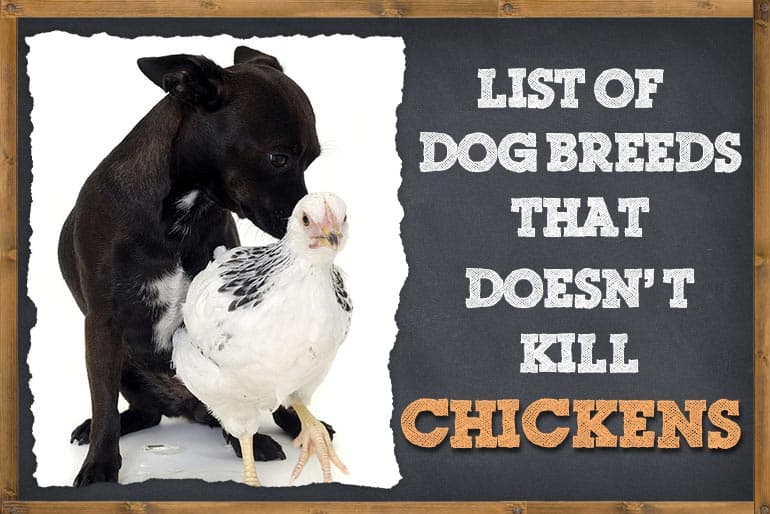 Dog Breeds That Do Not Kill Chicken (Pictures & Info) ZooAwesome