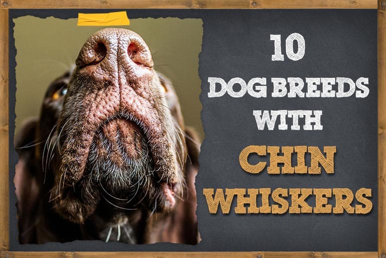 10 Dog Breeds with Chin Whiskers (Pictures & Info) ZooAwesome