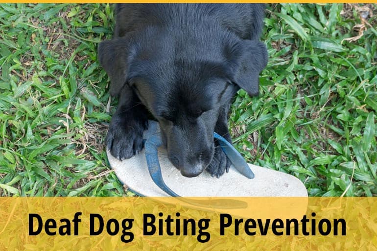 How to Teach a Deaf Dog to Stop Biting? (9 Bite Prevention Tips
