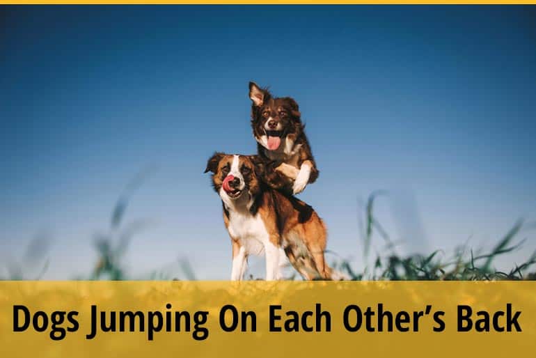 Why Do Dogs Jump On Each Other’s Backs? (Reasons & Prevention) ZooAwesome