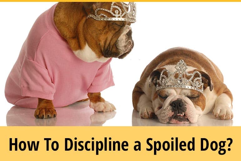How To Discipline A Spoiled Dog? (9 Actionable Tips) ZooAwesome