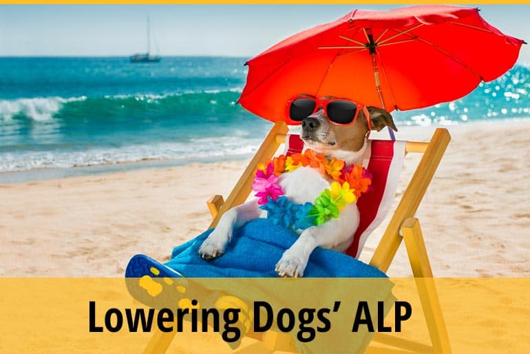 How To Lower Alkaline Phosphatase Levels In Dogs? + Low Acid Food For