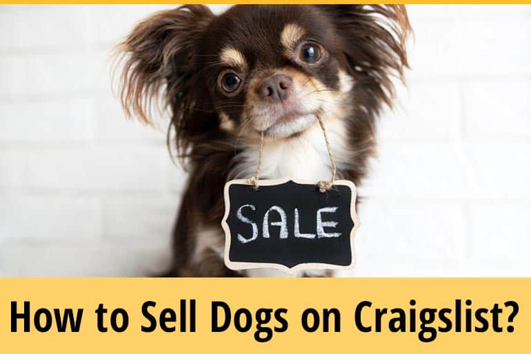 How To Sell Dogs On Craigslist? + Rehoming & Selling Rules ZooAwesome