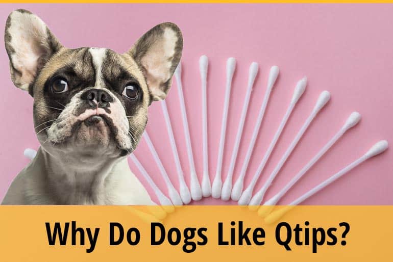 Why Do Dogs Like QTips? (Is It Harmful?) ZooAwesome