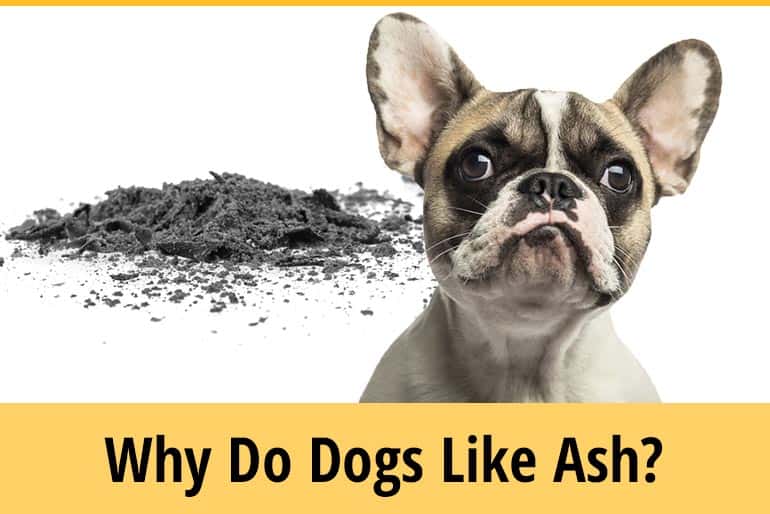 Can Dogs Get Rabies From Rodents? (Mice, Squirrels, & Rats