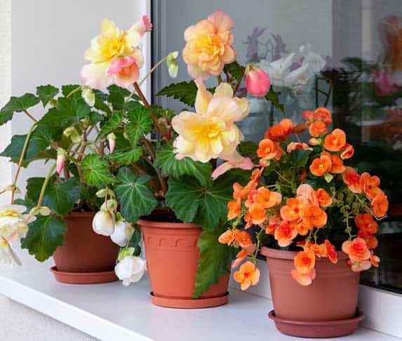 Are Begonias Poisonous To Dogs? (What Happens When Dogs Eats a Begonia