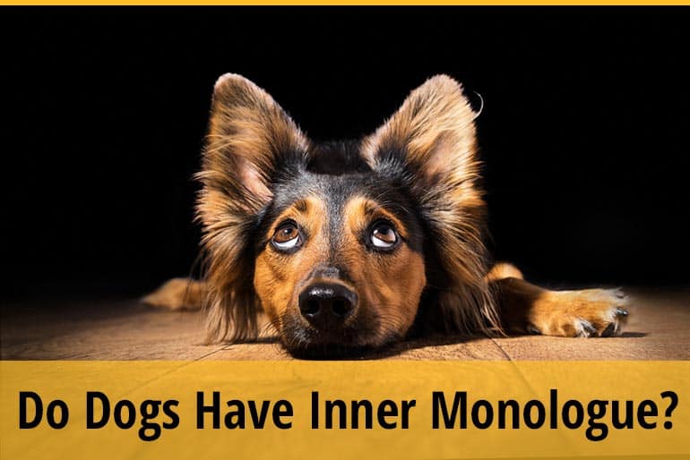 Do Dogs Have Inner Monologue? (Dogs' Inner Speech) ZooAwesome