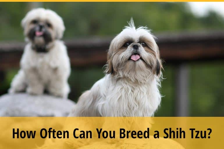 How Many Times Can You Breed A Shih Tzu? (Breeding Cycle) ZooAwesome