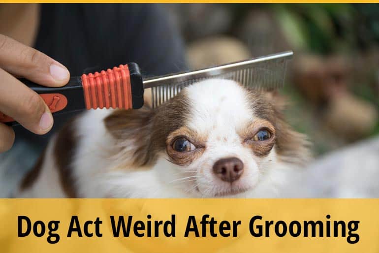 Can Dogs Get Groomed After Shots