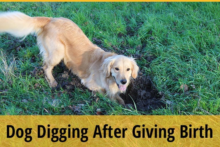 Why Is My Dog Digging After Giving Birth? ZooAwesome