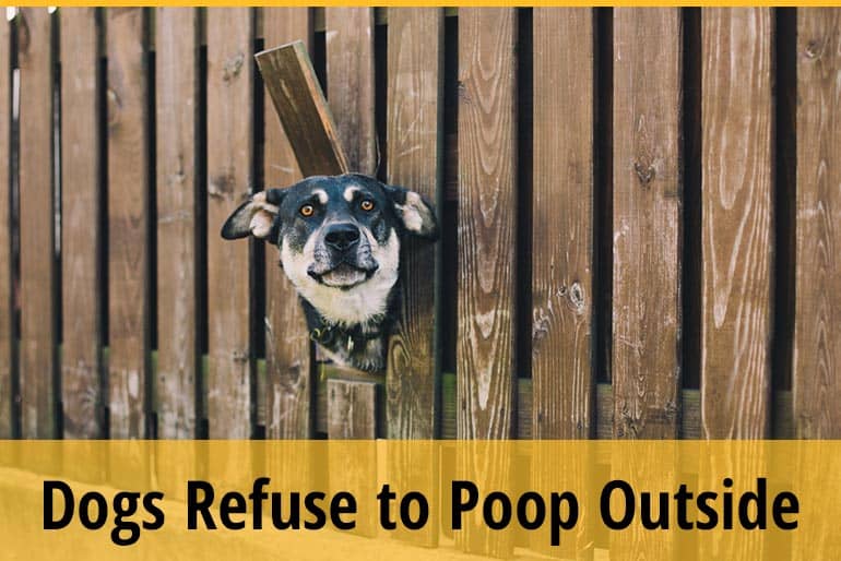 Why Do Dogs Refuse To Poop