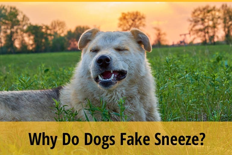 Why Do Dogs Fake Sneeze? (9 Reasons) ZooAwesome