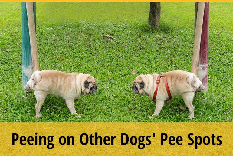 Why Do Dogs Pee on Other Dogs' Pee Spots? (9 Reasons) ZooAwesome