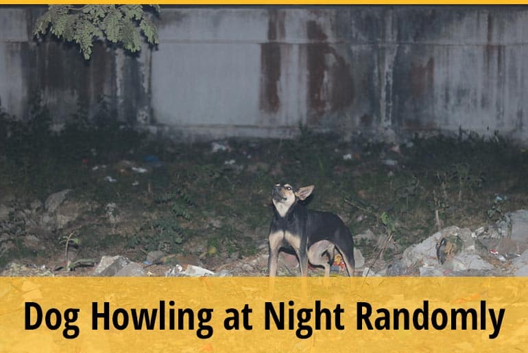 Why Do Dogs Howl at Night? (9 Reasons) ZooAwesome