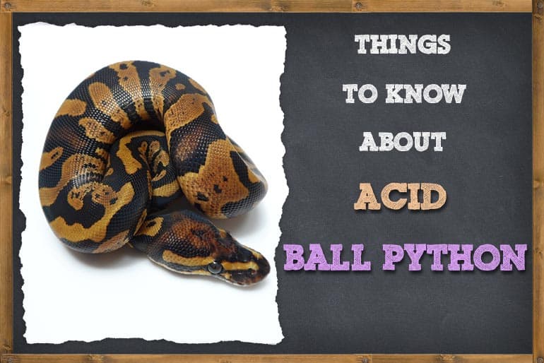 Acid Ball Python Everything You Need To Know ZooAwesome