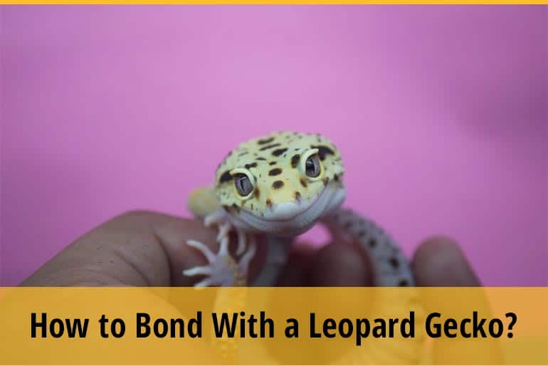 How to Bond With a Leopard Gecko? 4 Tips ZooAwesome