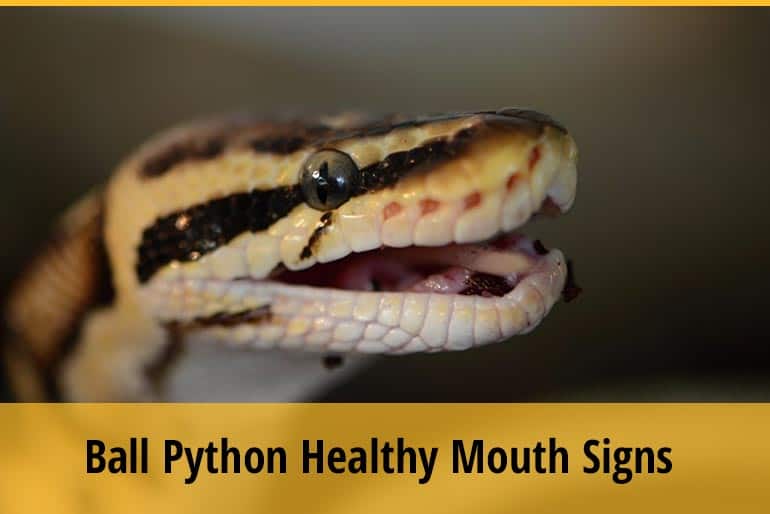 7 Signs of a Healthy Ball Python Mouth ZooAwesome